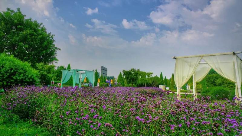 悟空体育平台介绍配图，页面带 guizhoujuhua.com 域名水印